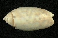 藏品(寶島榧螺)的圖片